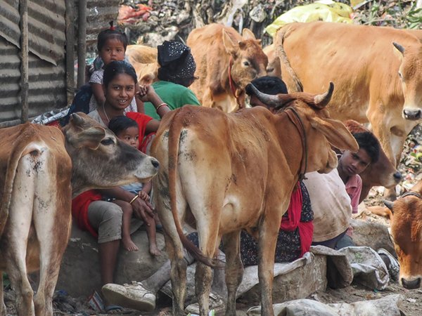 Bewoonde vuilnisbelt bij Guwahati,India