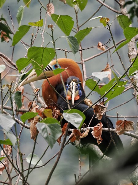 Himalayajaarvogels in Yongkola, Bhutan