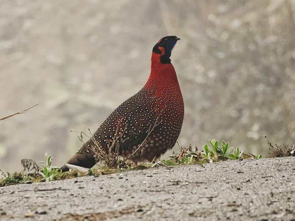Satyr tragopan bij Tergola pas, Bhutan