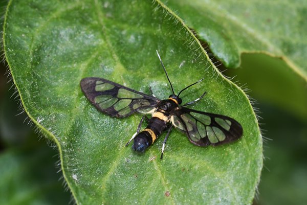 Syntomoides imaon (nachtvlinder), Bhutan