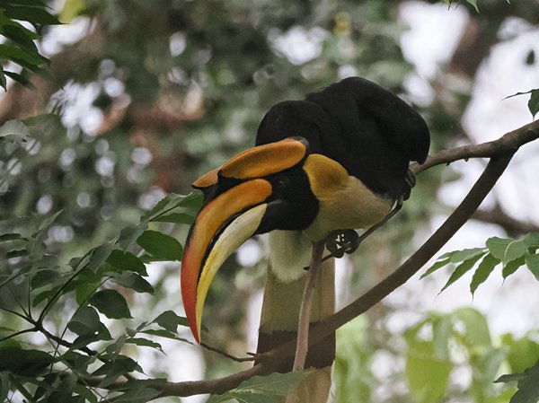 Dubbelhoornige neushoornvogel in Manas park, Bhutan