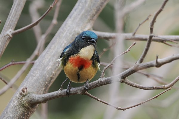 Indische honingvogel, Bhutan