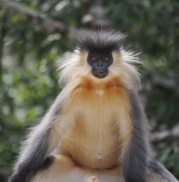 Kuiflangoer, Bhutan