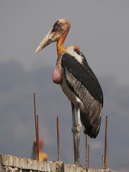 Indische maraboe bij Guwahati, India