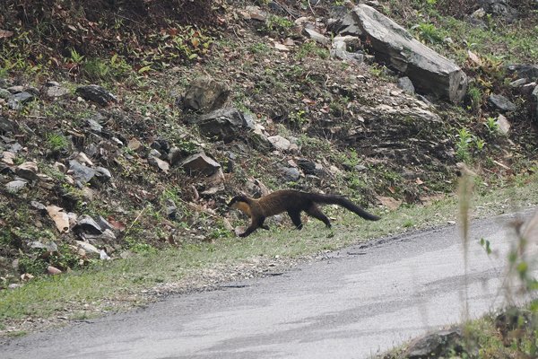 Maleise bonte marter bij Autso, Bhutan