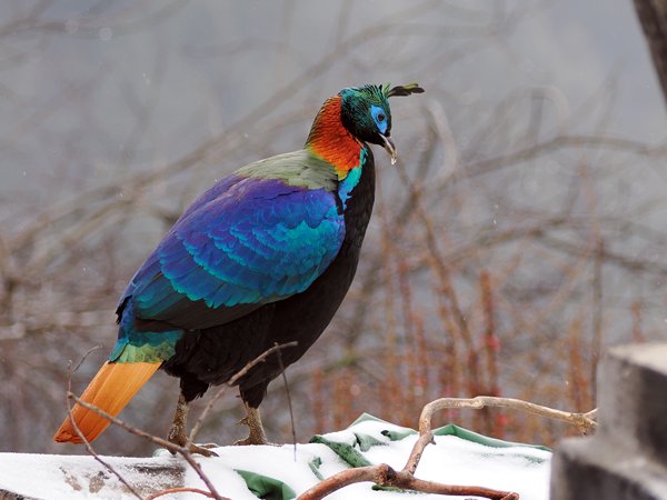 Himalayaglansfazant (Himalayan Monal), Bhutan