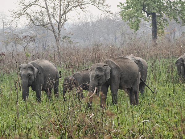 Groep olifanten in Manas park, India