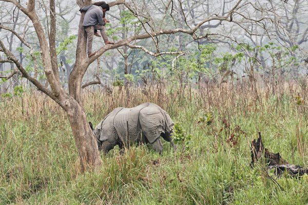 Parkwachters in Manas park, India, in de boom uit angst voor neushoorn