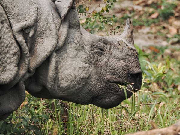 Etende neushoorn in Manas park, India