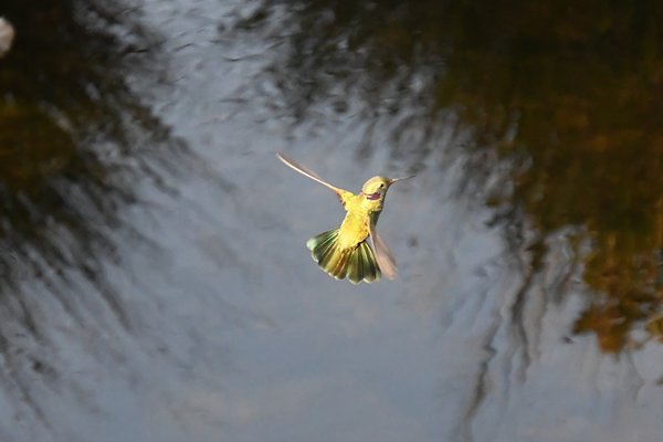 Witbuikvioletoorkolibrie in de Serra da Canastra, Brazilië