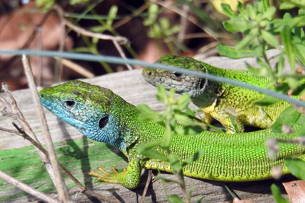 Reuzensmaragdhagedis, Balkan green lizard (Lacerta trilineata)
