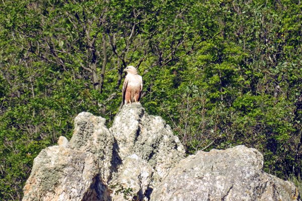 Arendbuizerd bij warmwaterbronnen Rupite