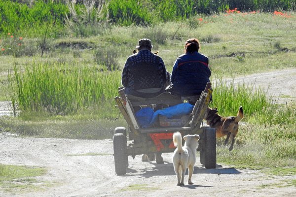Paard en wagen bij de warmwaterbronnen bij Rupite