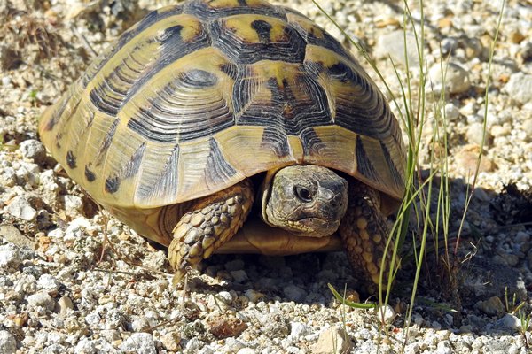 Spur-tailed turtle in de omgeving van Starchevo