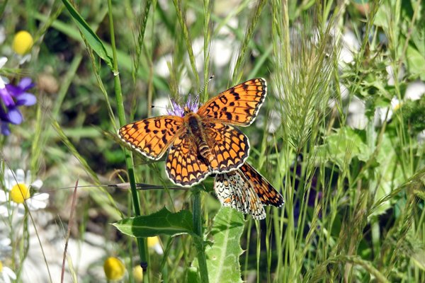 Boloria (parelmoervlinder) in de omgeving van Rupite