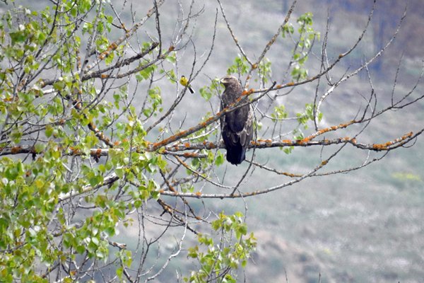 Schreeuwarend en zwartkopgors naast elkaar in boom