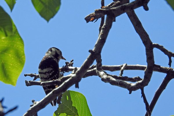 Kleine bonte specht in de omgeving van Asenovgrad