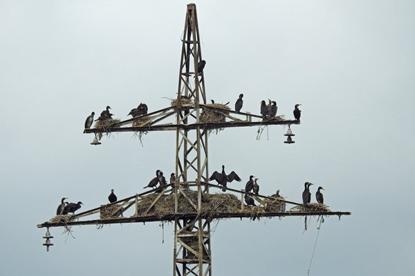 Aalschovers op elektriciteitsmasten bij Burgas