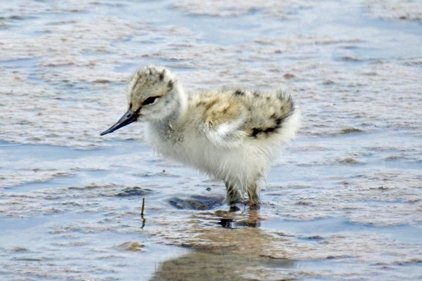Een baby kluut aan de kust bij Pomorie