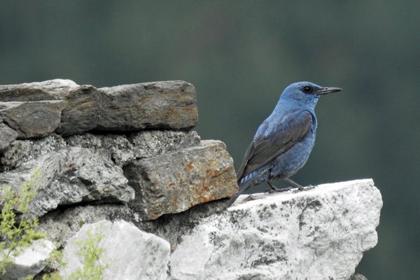 Een blauwe rotslijster bij het Asen fort