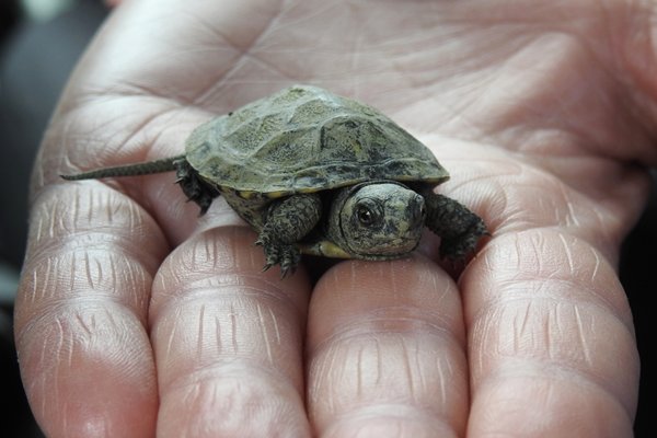 Mini schildpad