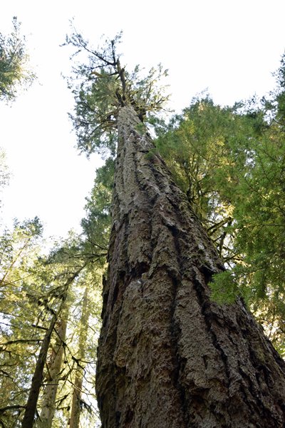 Enorme boom in Cathedral Grove (Vancouver Island)