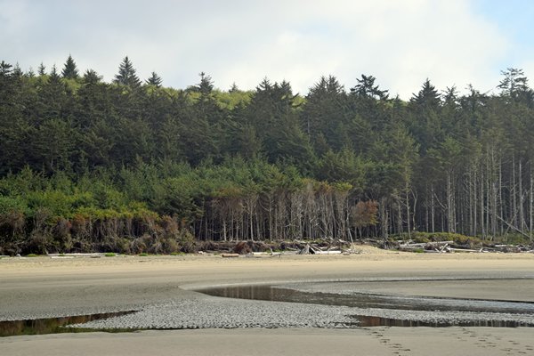 Het bos bij Combers Beach (Vancouver Island) loopt tot het strand