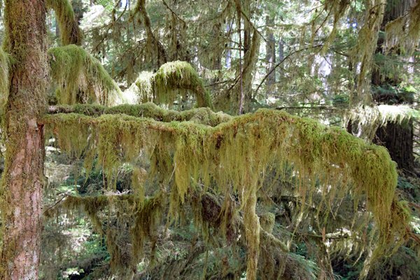 Met mos bedekte bomen bij de Rainforest Trail op Vancouver Island