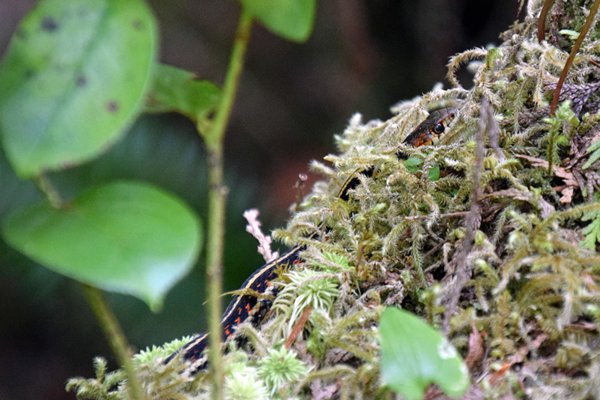 Common Garter Snake  (Gewone kousenbandslang) bij de Rainforest Trail op Vancouver Island