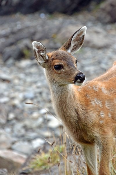 White-tailed Deer (Witstaarthert) bij de Wild Pacific Trail op Vancouver Island