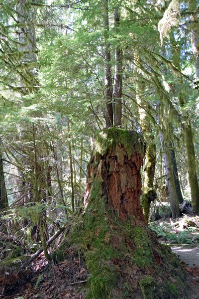 Op een boomstronk in Rosewall Creek Provincial Park groeit weer een nieuw boompje (Vancouver Island)
