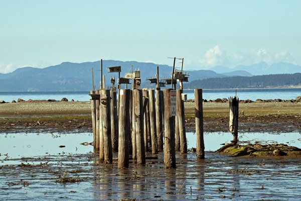 Nestkastjes op steigerresten bij Oyster Bay Shoreline Park (Vancouver Island)