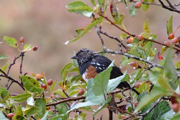 Gevlekte Towie (Spotted Towhee) bij Nanaimo (Vancouver Island, Canada)