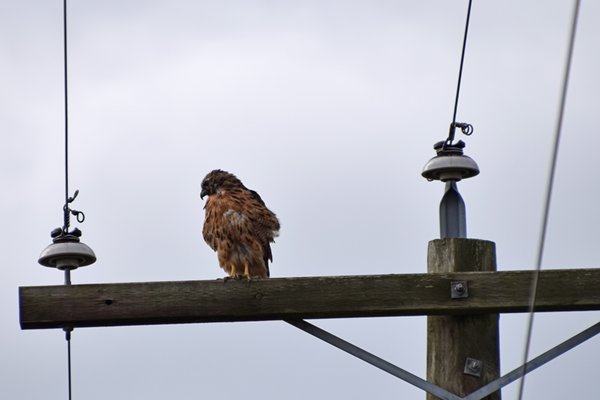 Roodstaartbuizerd (Red-tailed Hawk) op Westham Island(Canada)