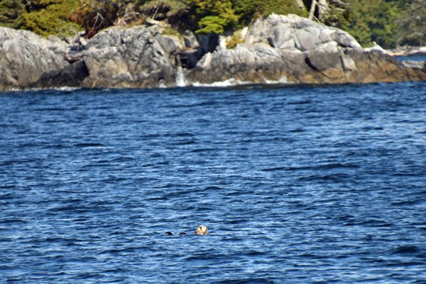Zeeotter in het Great Bear Rainforest (Canada)