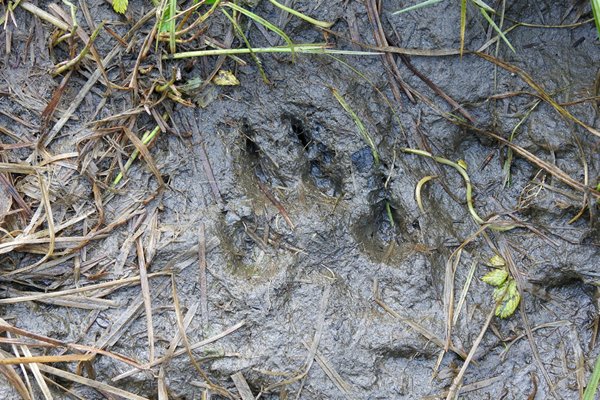 Pootafdruk van een wolf in het Great Bear Rainforest (Canada)