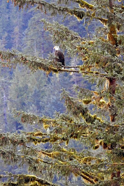 Bald Eagle bij Kynoch Inlet in het Great Bear Rainforest (Canada)