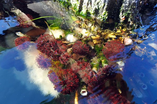 Zee-anemonen bij Fin Island in het Great Bear Rainforest (Canada)