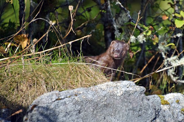 Nerts bij Fin Island in het Great Bear Rainforest (Canada)