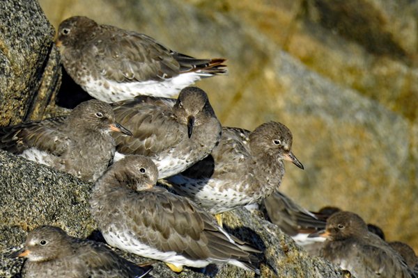 Brandinglopers (Surfbird) in het Great Bear Rainforest (Canada)