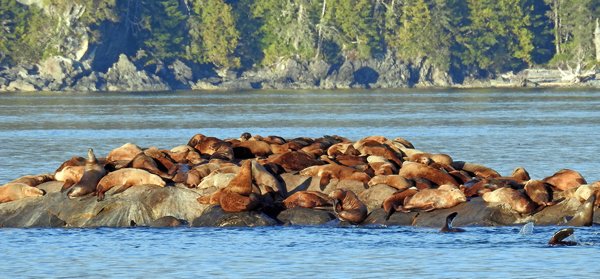 Een overvolle rots met Steller zeeleeuwen bij Ashdown Island in het Great Bear Rainforest (Canada)