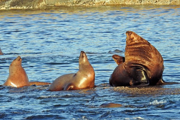 Enorme Steller zeeleeuwman bij Ashdown Island in het Great Bear Rainforest (Canada)