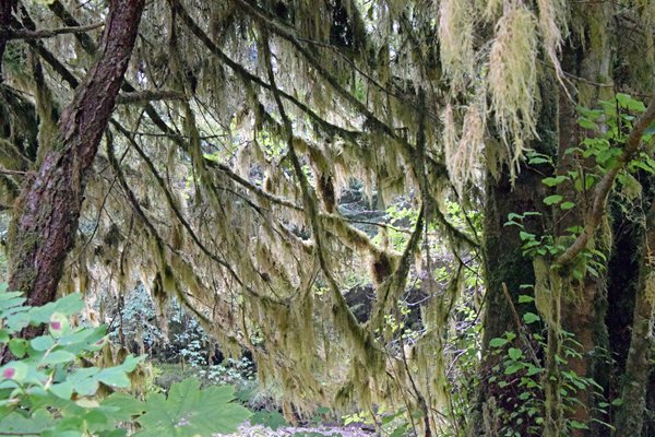 Bomen vol mos op Grimbell Island (Canada)