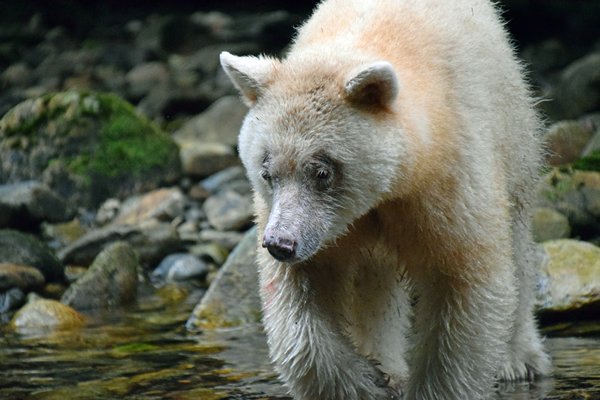 Spirit Beer op Grimbell Island (Canada)
