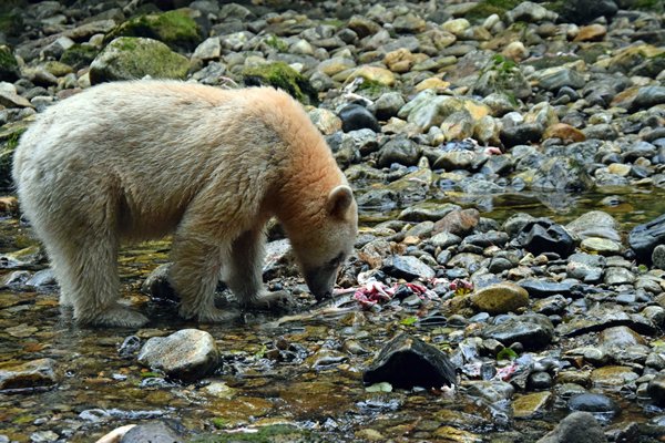 Spirit Beer op Grimbell Island (Canada)