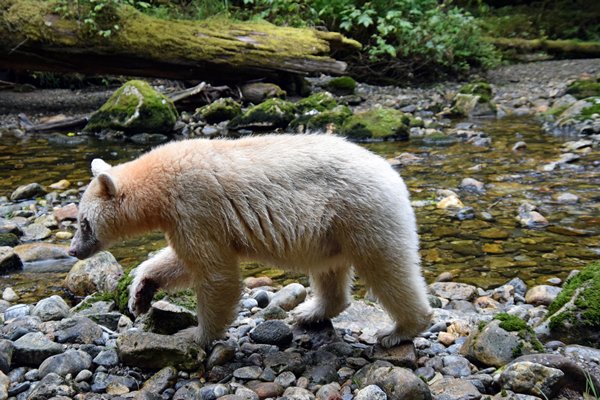 Spirit Beer op 2.5 meter afstand op Grimbell Island (Canada)