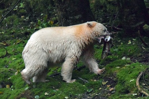 Spirit Beer met twee zalmen in zijn bek op Grimbell Island (Canada)