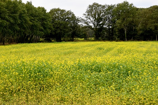 Koolzaadveld