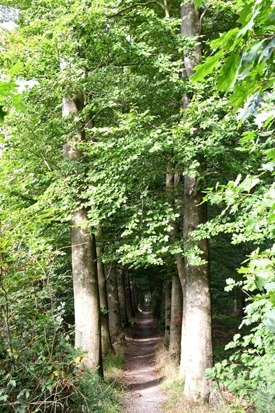 wandelpad tijdens trage Tocht Burloër Venn