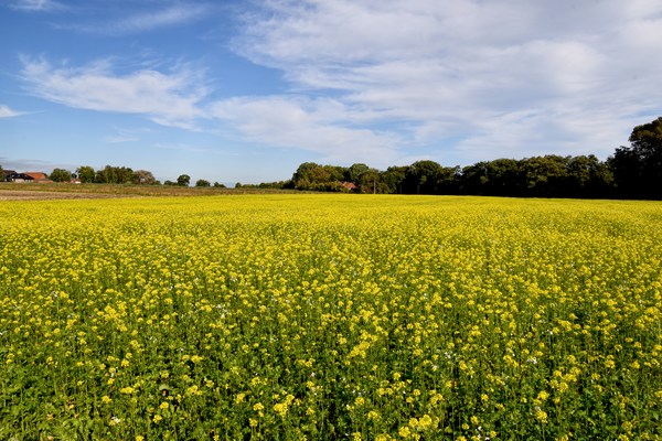 Koolzaad bij Schermbeck